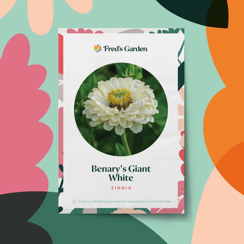 Zinnia 'Benarys Giant White' (frø)